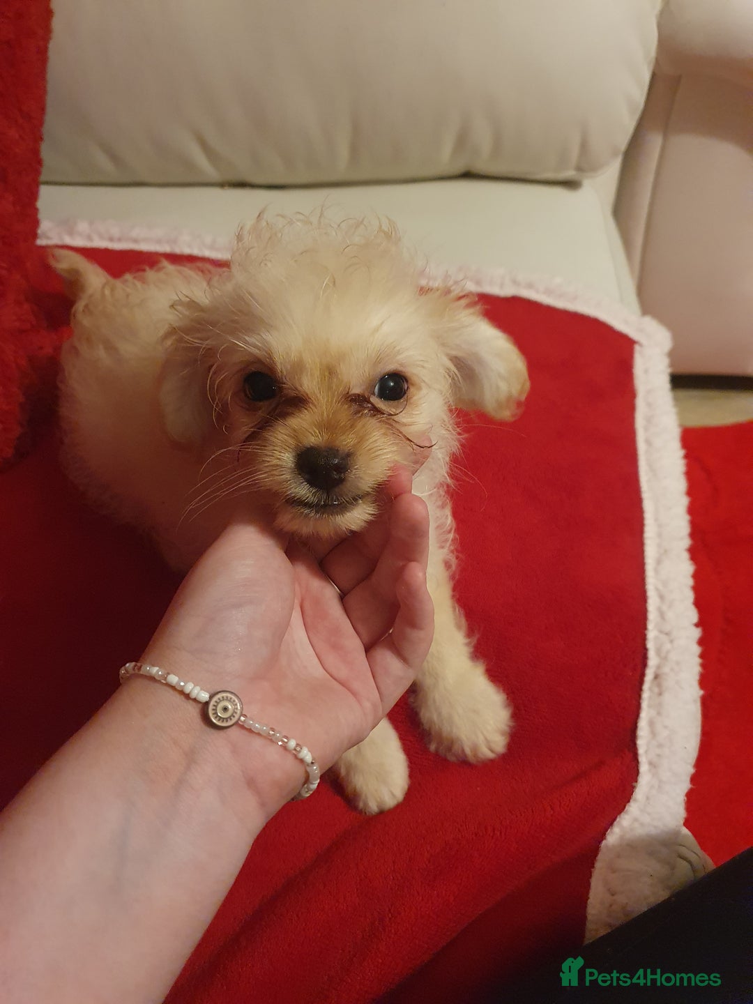 Chipoo dogs for sale: Chipoos  - Advert 6