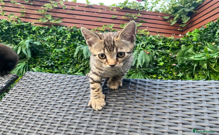 Bengal cats - Advert 2