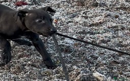 Mixed Breed dogs for sale: Bedlington/whippet Lurcher puppies - Image 8
