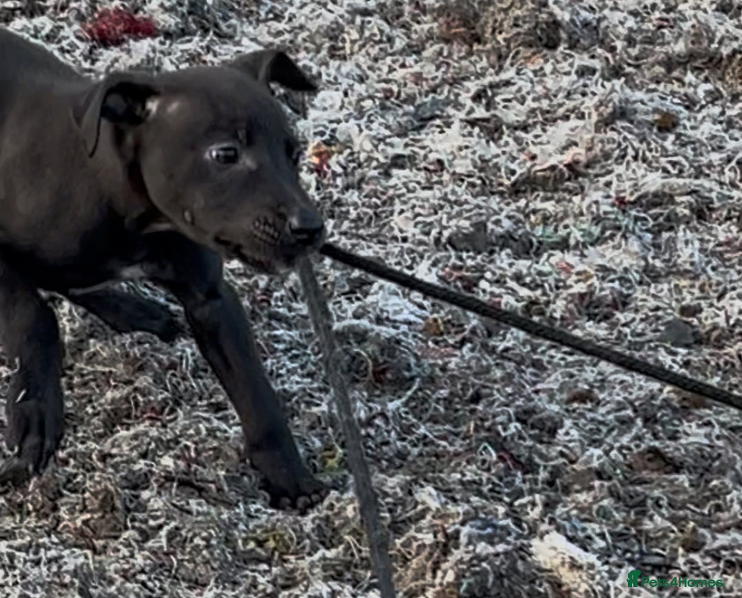 Mixed Breed dogs for sale: Bedlington/whippet Lurcher puppies - Image 8