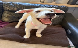 Mixed Breed dogs for sale: Huskador puppies (last little girl) in Shipley - Image 14