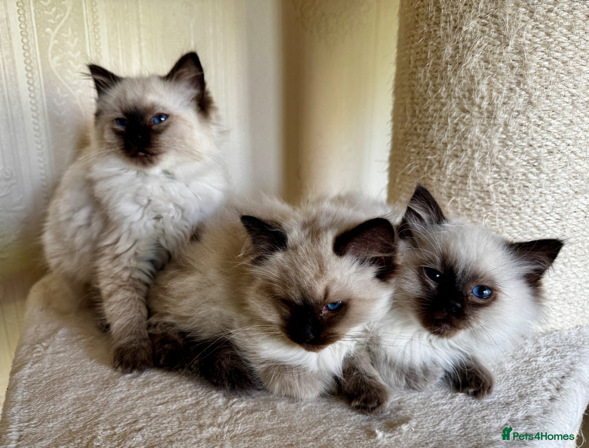 Ragdoll cats Beautiful Pure Ragdoll kittens vacs/mchipped  - Advert 1