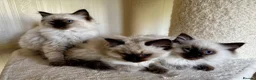Ragdoll cats for sale: Beautiful Pure Ragdoll kittens vacs/mchipped  - Advert 8