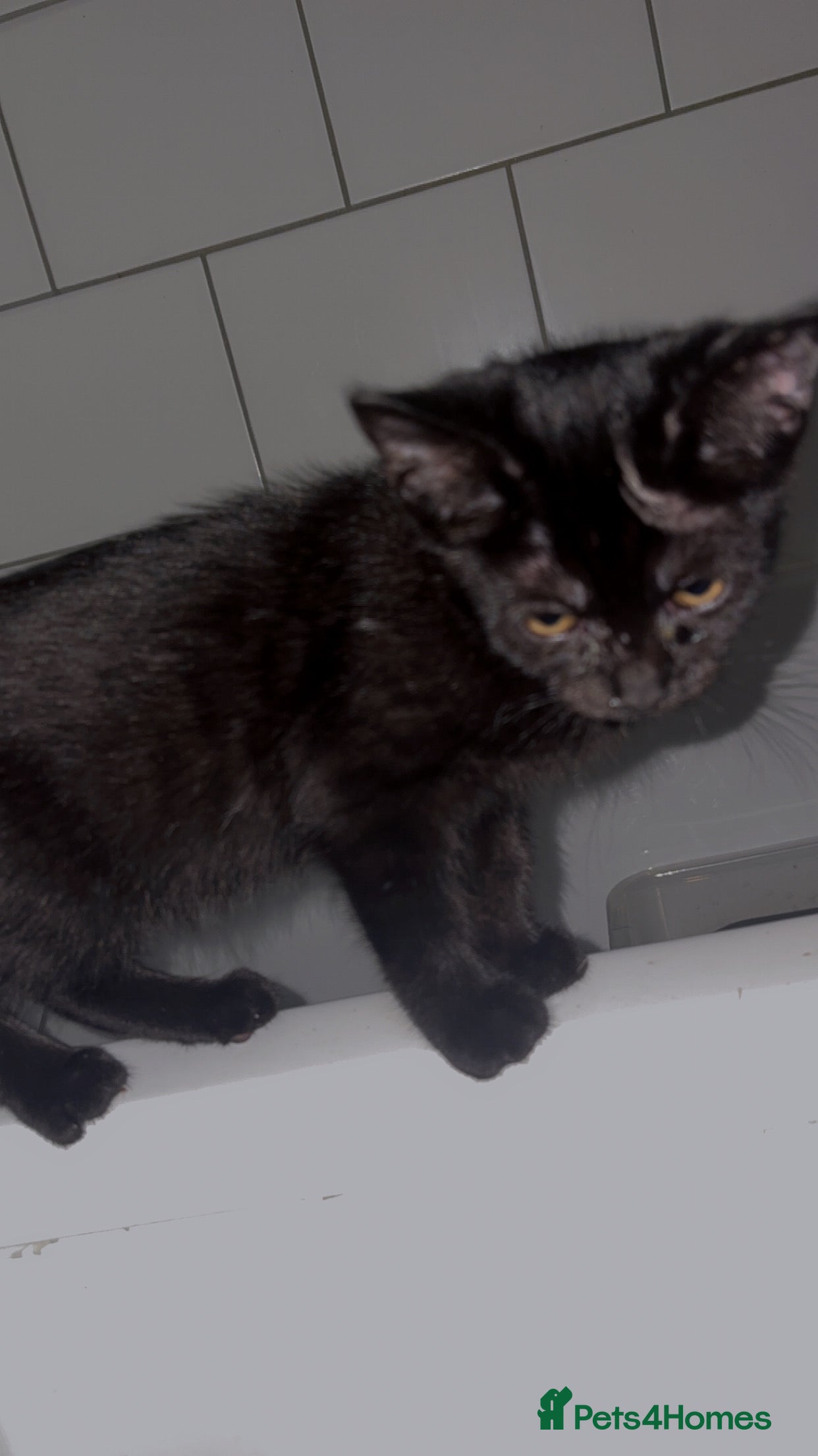 Bombay cats Black beauties🧡 - Advert 8