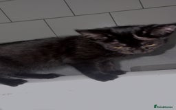 Bombay cats for sale: Black beauties🧡 - Image 1