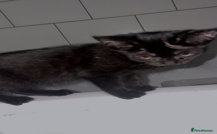 Bombay cats - Advert 2