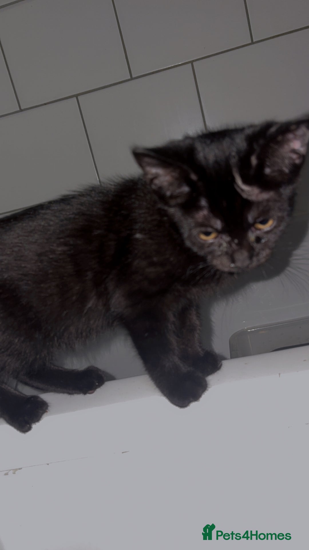 Bombay cats for sale: Black beauties🧡 - Image 1