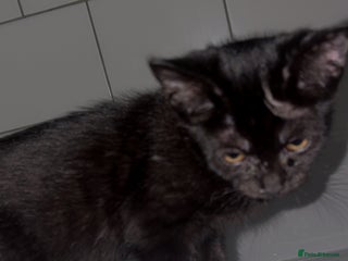 Bombay cats Black beauties🧡 - Advert 3