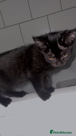 Bombay cats - Advert 2