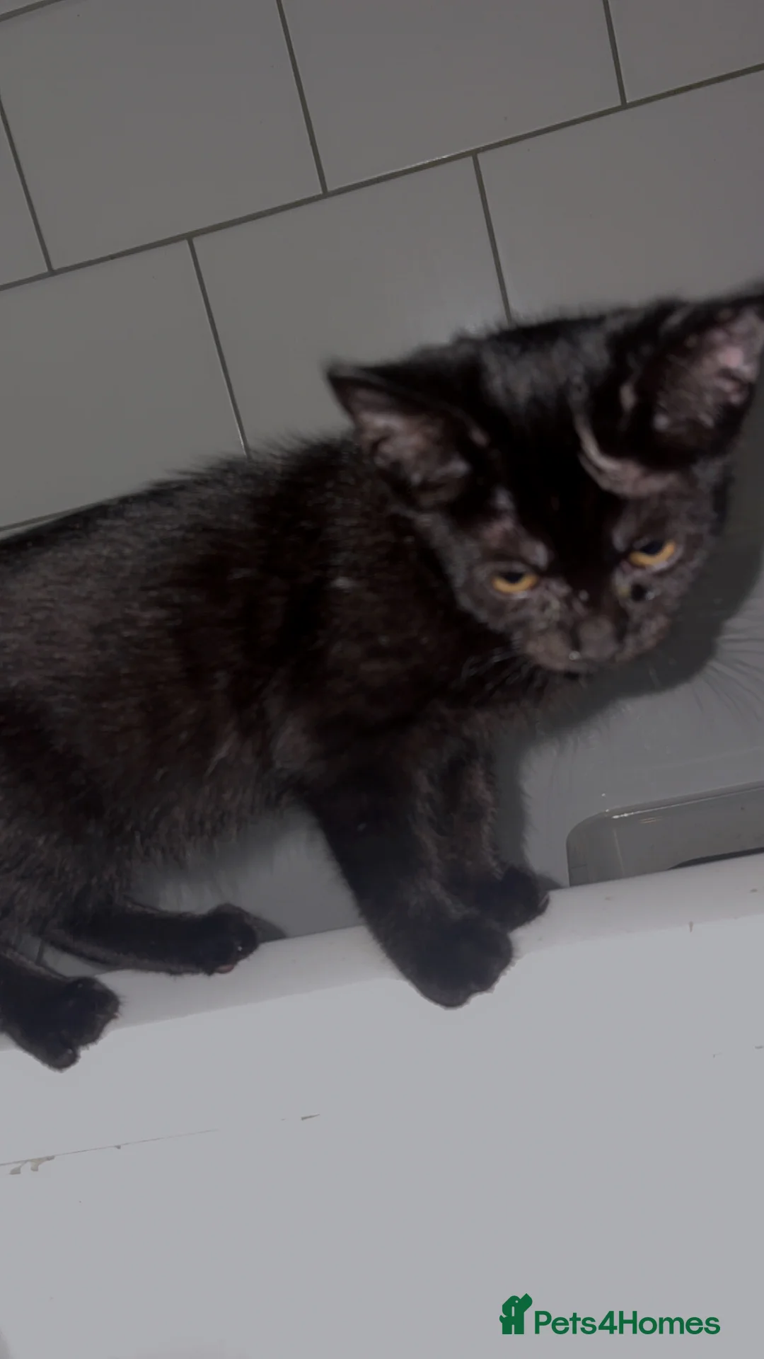 Bombay cats for sale: Black beauties🧡 - Advert 2