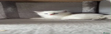 Ragdoll 2