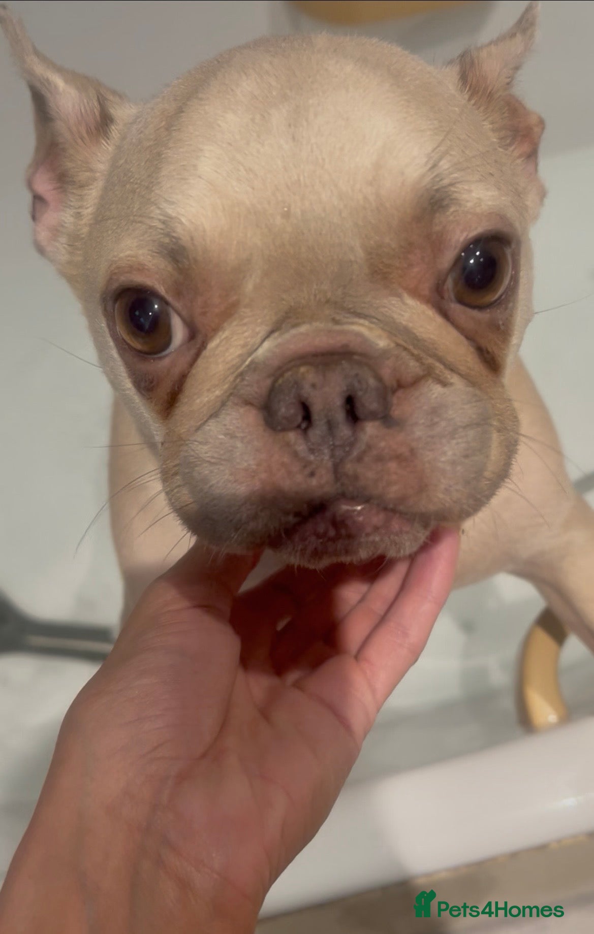 French Bulldog dogs Looking for a new home for the gorgeous Odyssey - Advert 7