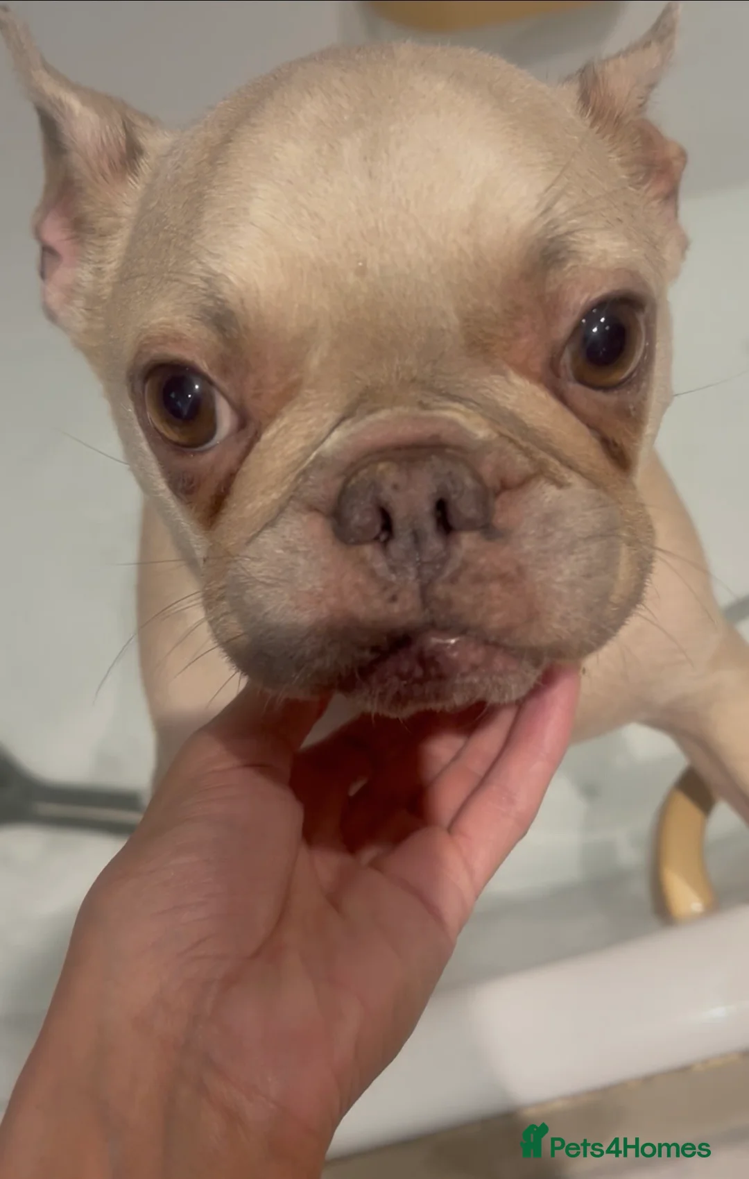 French Bulldog dogs for sale: Looking for a new home for the gorgeous Odyssey - Advert 1