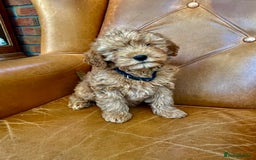 Cavapoochon dogs for sale: Stunning girls and boys - Image 4