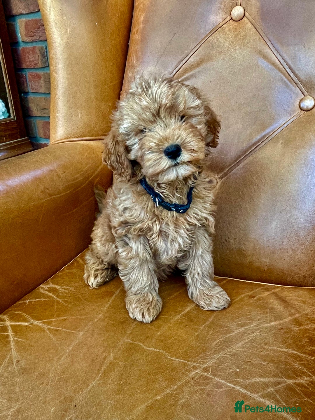 Cavapoochon dogs for sale: Stunning girls and boys - Image 4