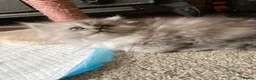 Persian cats for sale: Stunning Persian Chinchilla Kittens - Lancashire. - Advert 27