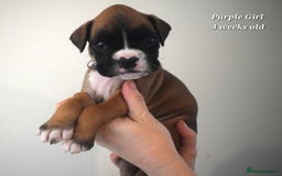 Boxer dogs for sale: 9 Beautiful Boxer Pups - Available from 22/12/2025 - Advert 8