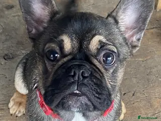 Frug dogs 2 brother frenchie pugs for sale - Advert 5