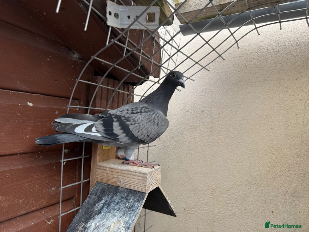 Pigeons birds for sale: Stock and 2026 young racing pigeons  - Advert 2