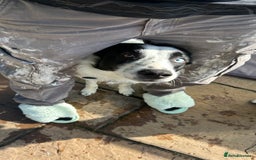 Border Collie dogs for sale: Cooper and Juno - Image 4