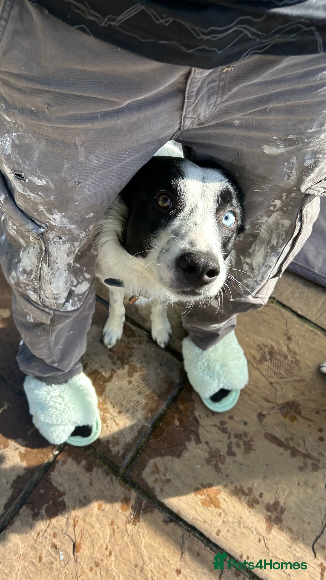 Border Collie dogs for sale: Cooper and Juno - Image 4