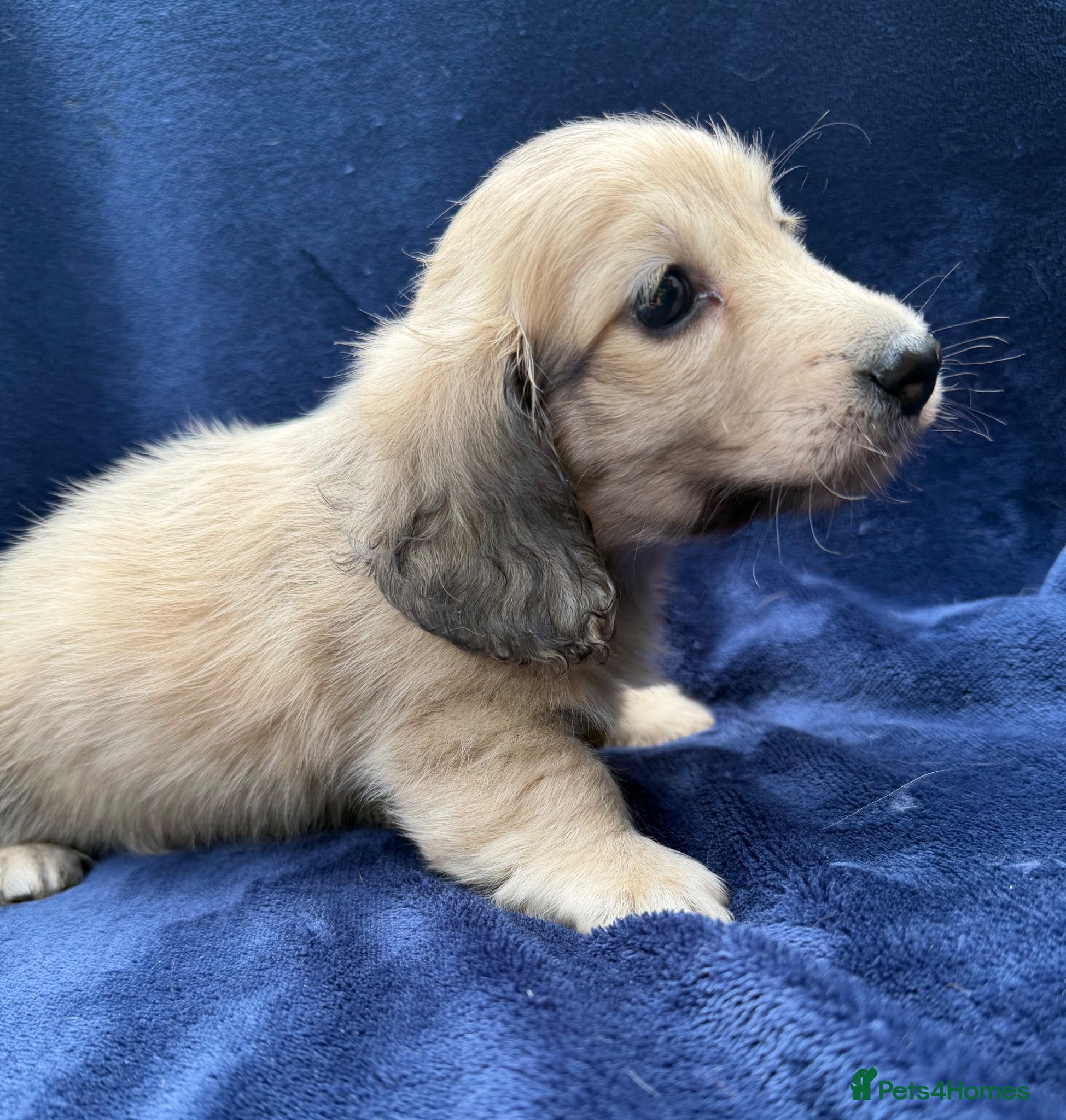 Miniature Dachshund dogs Gorgeous cream mini long haired boy - Advert 16