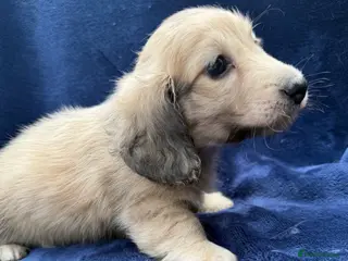 Miniature Dachshund dogs Gorgeous cream mini long haired boy - Advert 16
