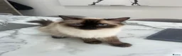 Ragdoll cats for sale: 4x Half ragdoll half mixed kittens  - Advert 1