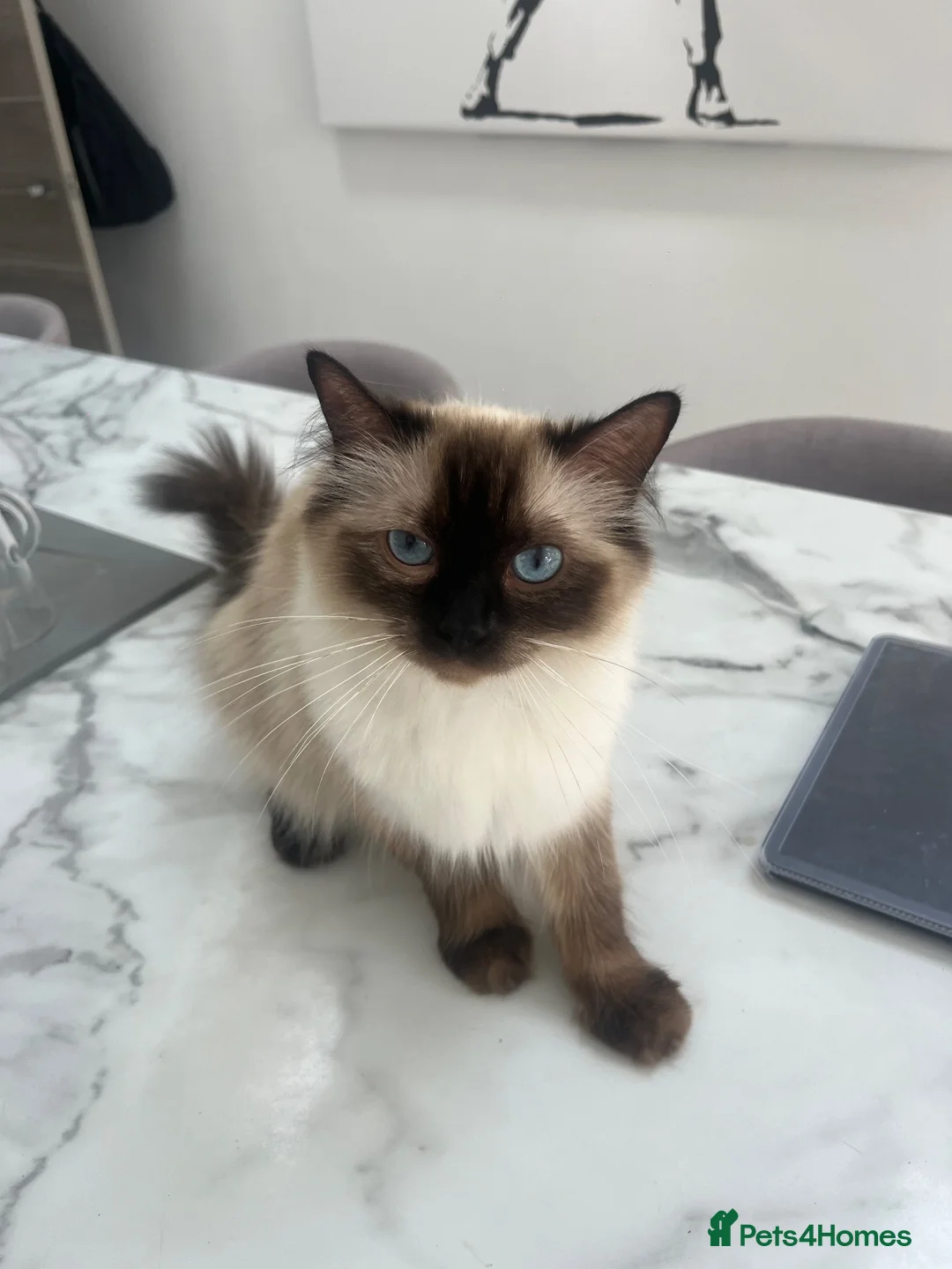 Ragdoll cats for sale: 4x Half ragdoll half mixed kittens  - Advert 1