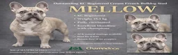 French Bulldog dogs for stud: KC Registered Cream French Bulldog Stud – MELLOW - Advert 6