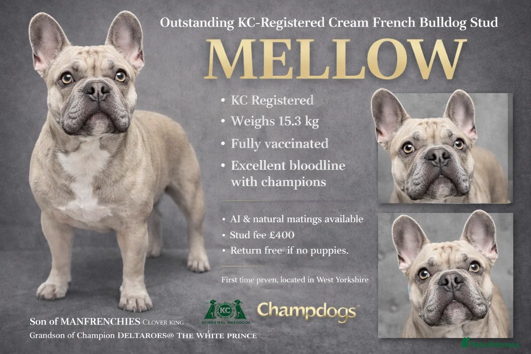 French Bulldog dogs for stud: KC Registered Cream French Bulldog Stud – MELLOW - Advert 6