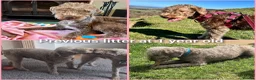 Labradoodle dogs for sale: 🐾 REDUCED Miniature Labradoodle x bedlington  - Advert 9
