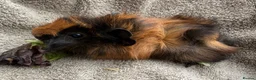 Guinea Pig rodents for sale: Boar Guinea Pigs Available Now! - Advert 7