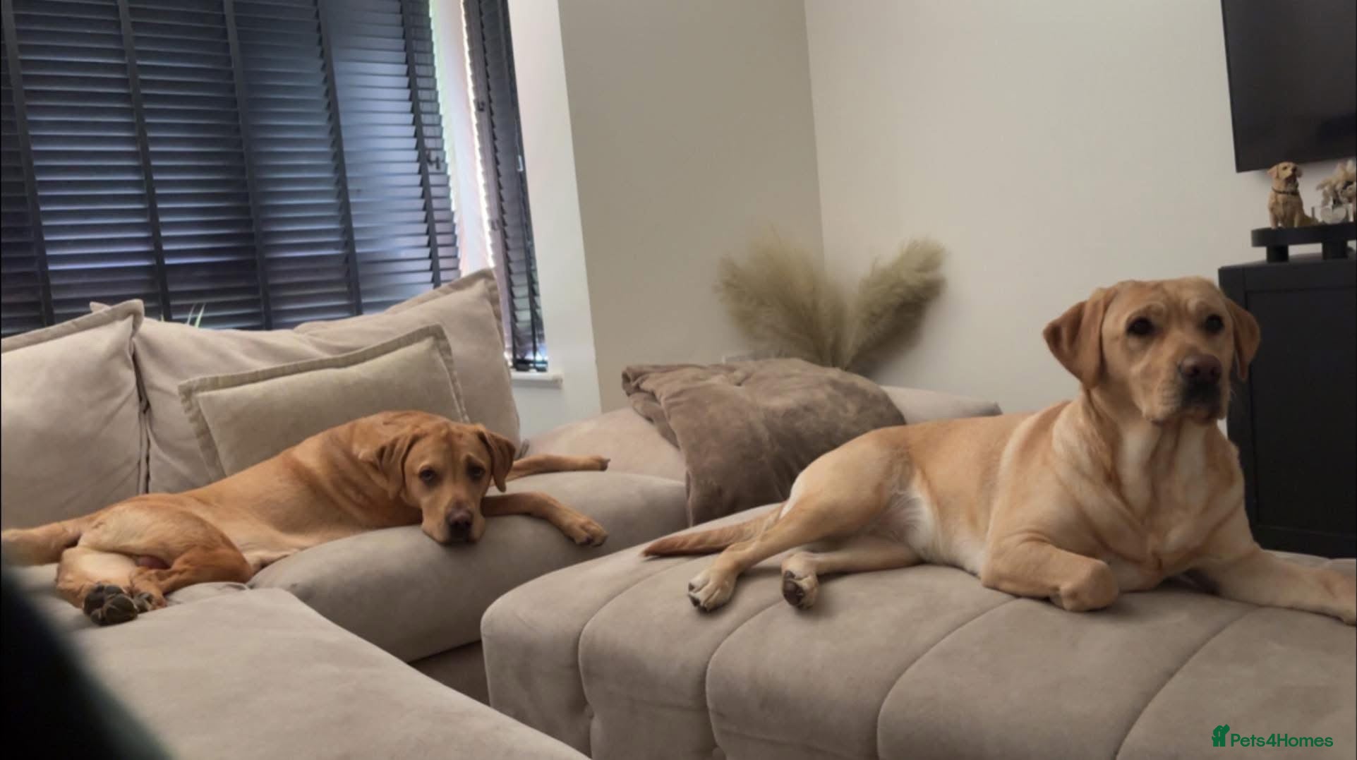 Labrador Retriever dogs Labrador Retriever puppys  - Advert 1