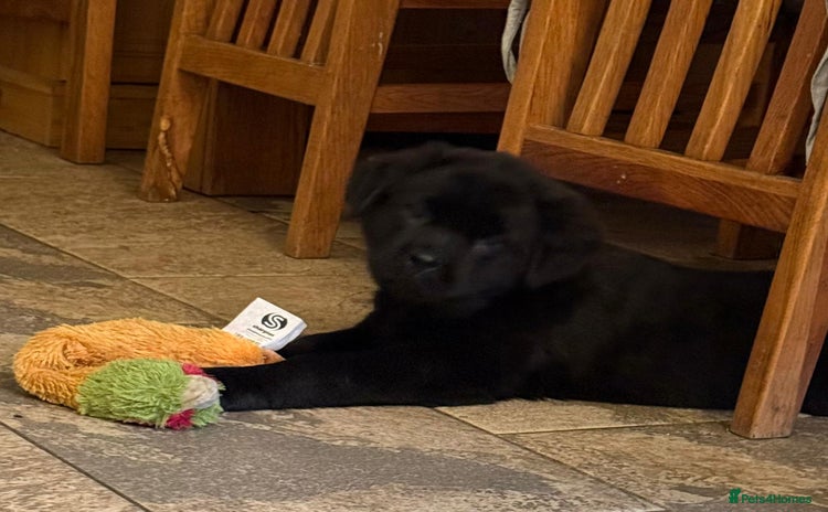 Mixed Breed dogs - Advert 8