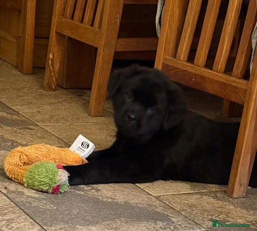 Mixed Breed dogs - Advert 8