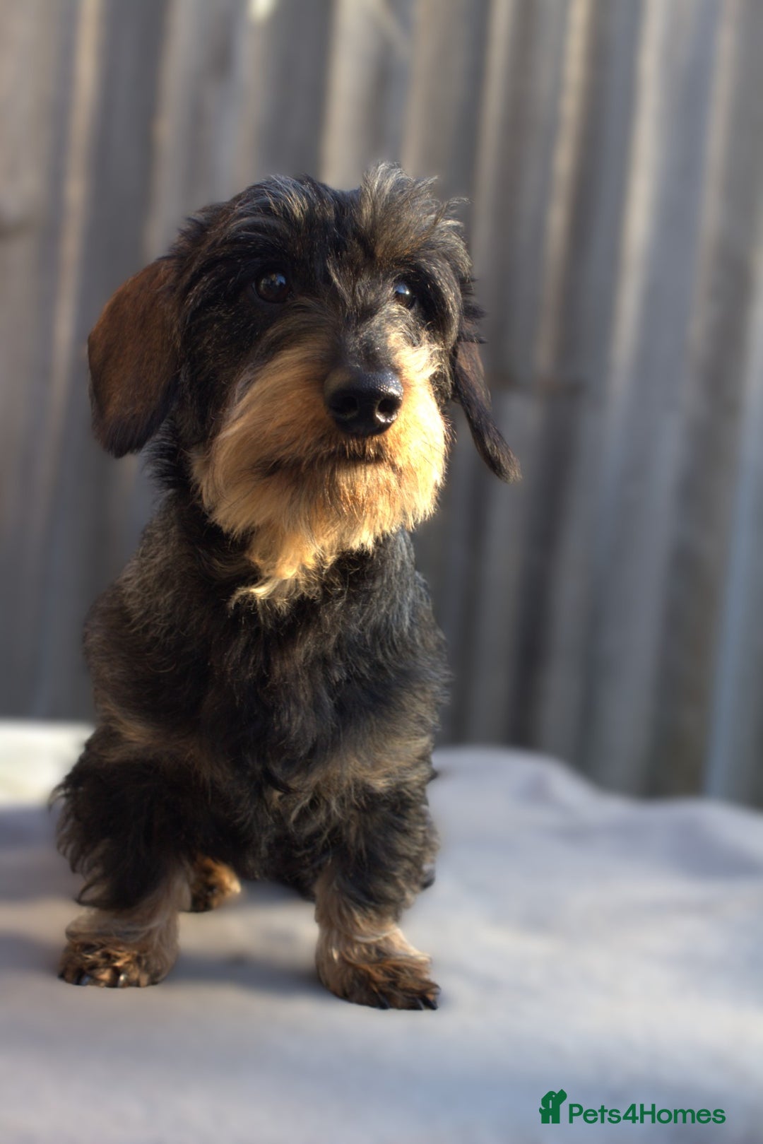 Miniature Dachshund dogs for sale: KC Miniature Wirehaired Dachshund ready now - Advert 2