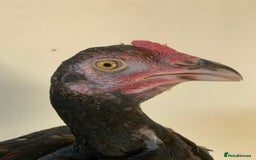 Chickens poultry for sale: Pure Miawali Aseel Stags - Image 2