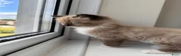 Ragdoll cats for sale: Female ragdoll ready now - Advert 3