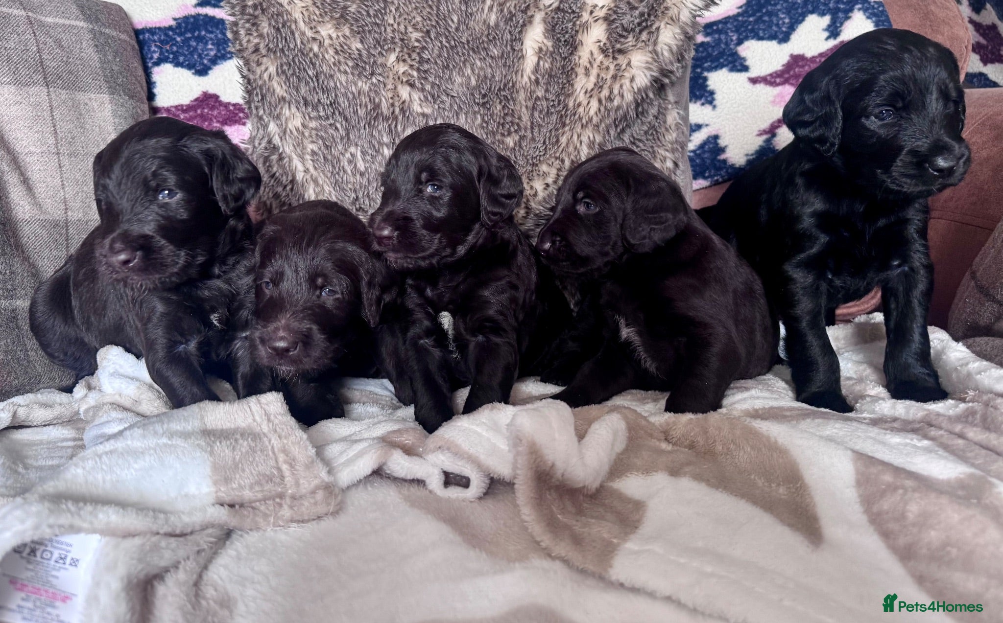 Labradoodle dogs Labradoodle Litter from Health Tested Parents - Advert 2