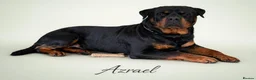 Rottweiler dogs for stud: KC Reg Proven Stud Package Inc Cytology & Scan - Advert 2