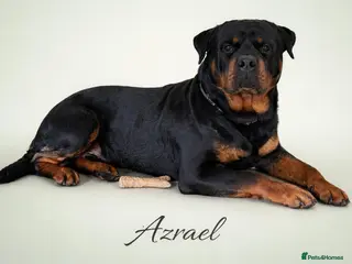Rottweiler dogs Proven Stud Package KC Reg Health Tested Boy - Advert 1