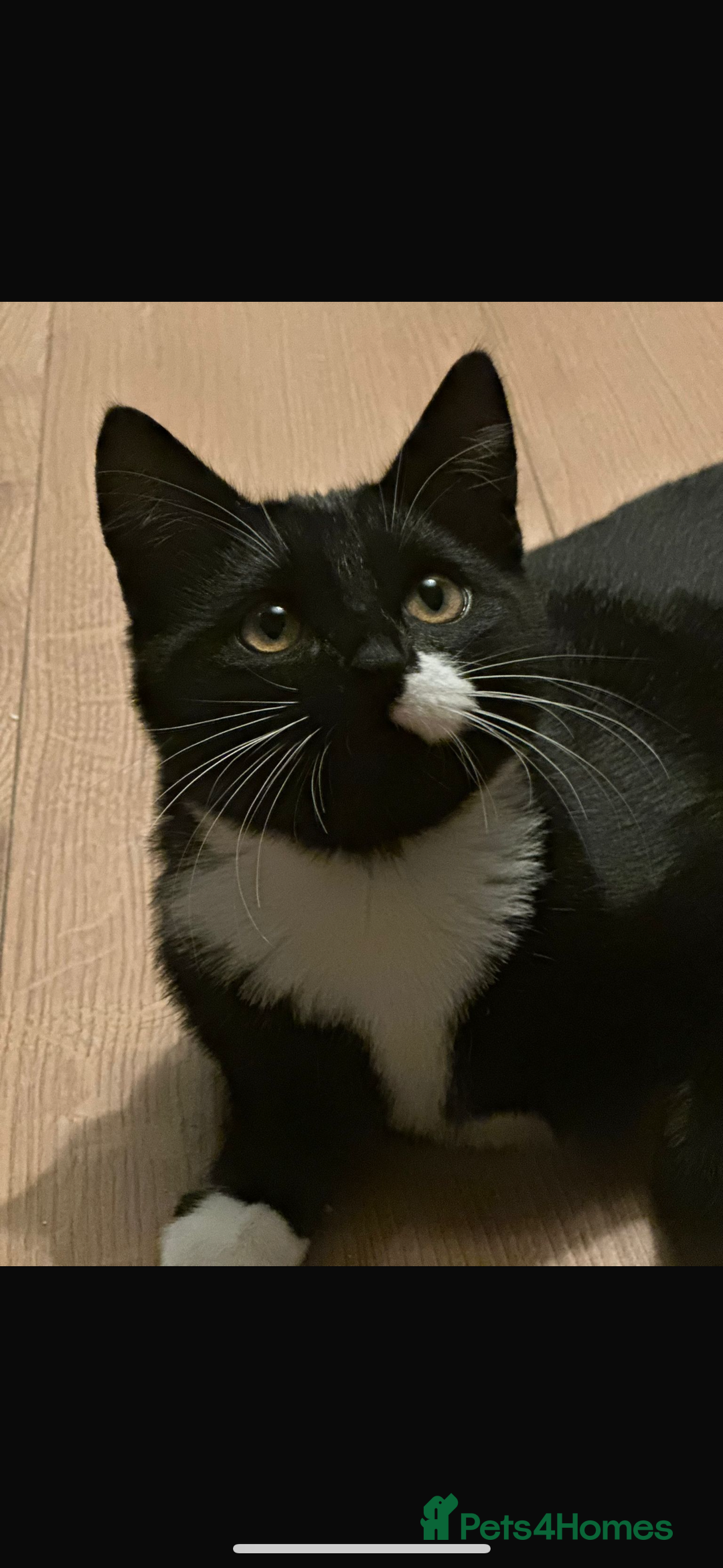 Domestic Shorthair cats for sale: Rescue cats- 20 in total rescued  - Advert 17