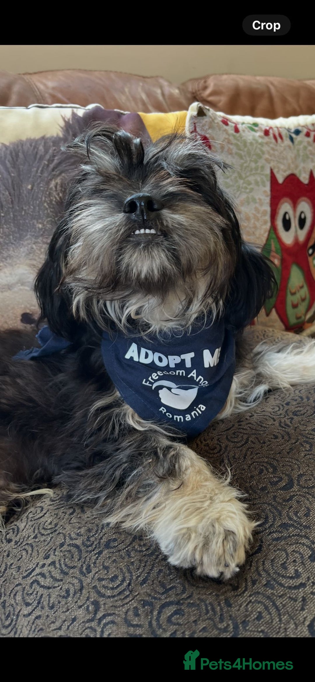 Mixed Breed dogs for adoption: Travis  - Image 16