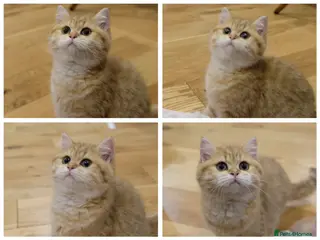 British Shorthair cats Ready Now- Adorable golden BSH girl TICA reg - Advert 5