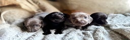 Miniature Dachshund dogs for sale: Rare colour KC registered mini dachshund puppies  - Advert 2