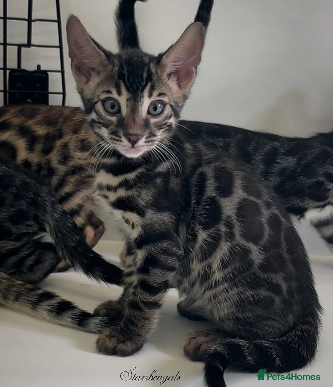 Bengal cats for sale: 🌟Pedigree bengal kittens🌟 - Advert 11