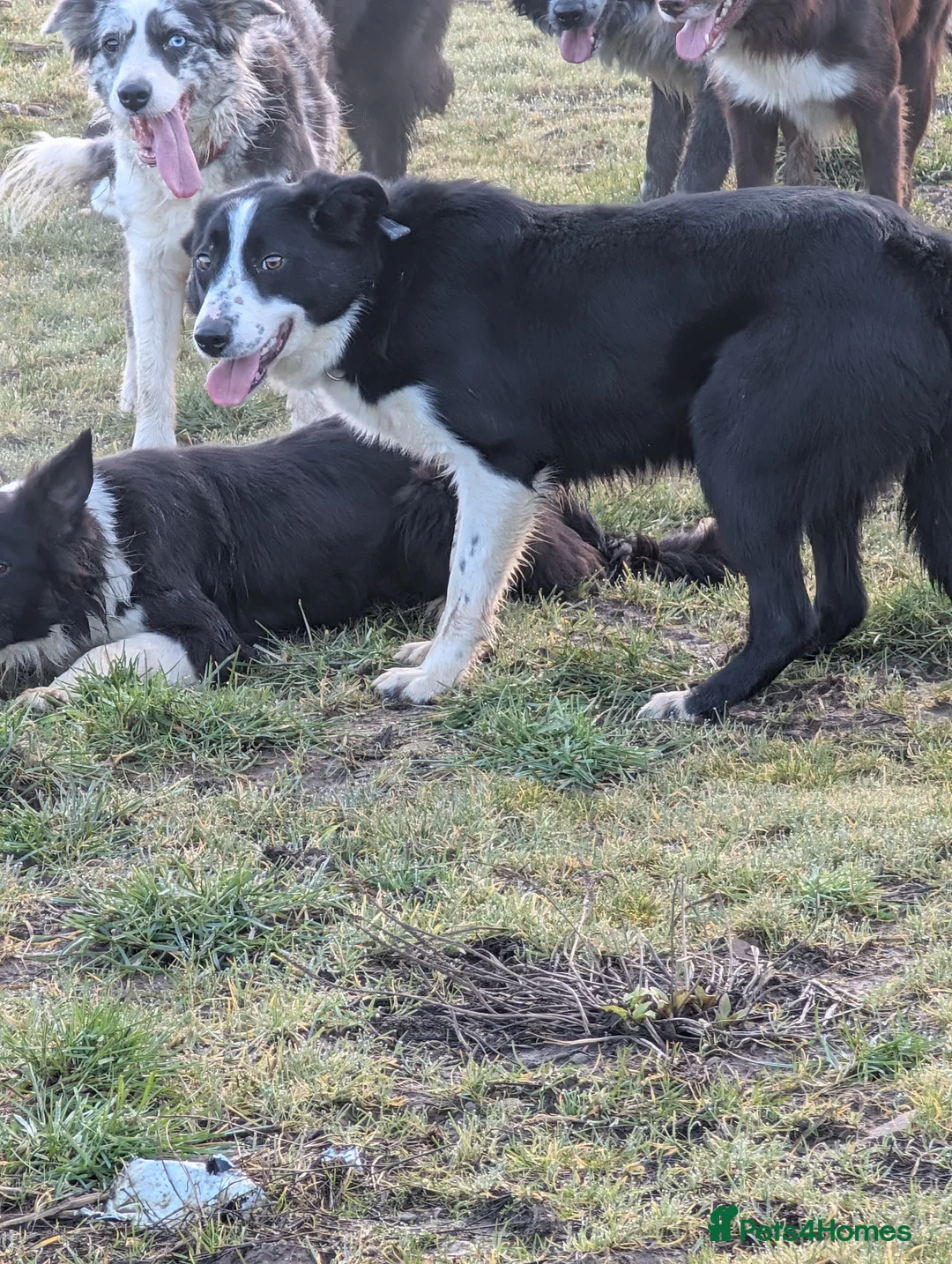 Border Collie dogs for sale: Polly isds registered collie - Advert 2
