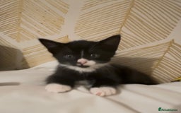 British Shorthair cats for sale: Kittens Ready Mixed British shorthair+Russian Blue - Image 4