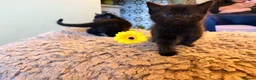 Mixed Breed cats for sale: Black kittens - Advert 7